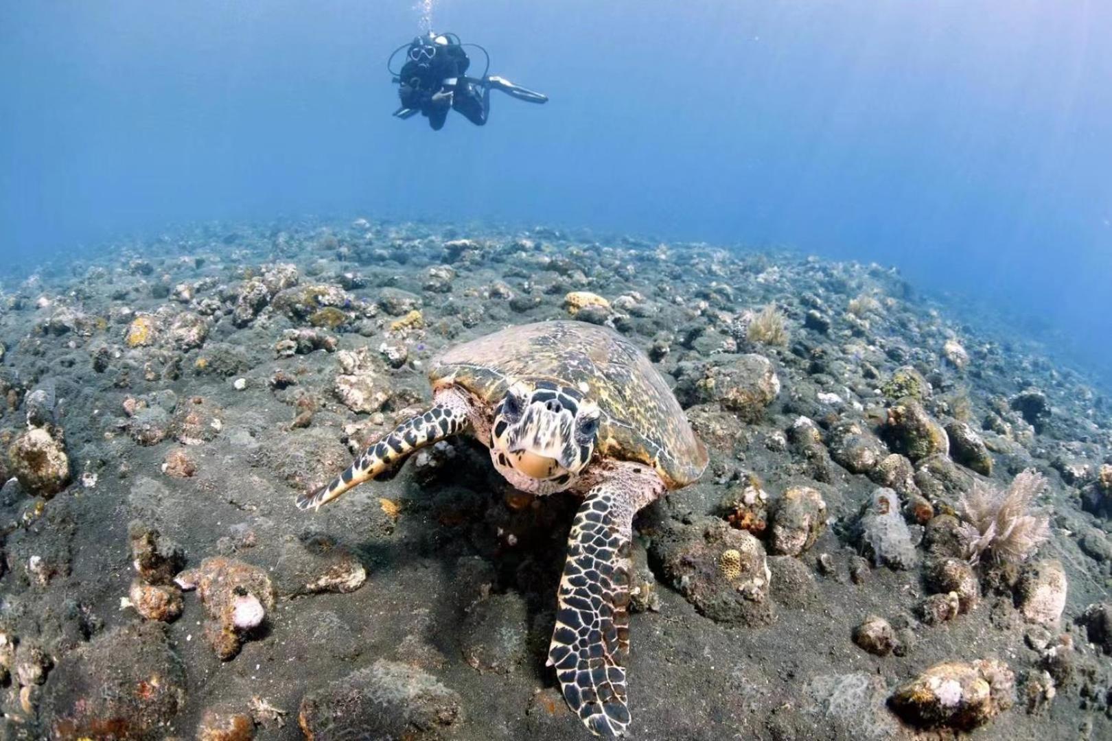 Villa Alba Bali Dive Resort Tulamben Kültér fotó