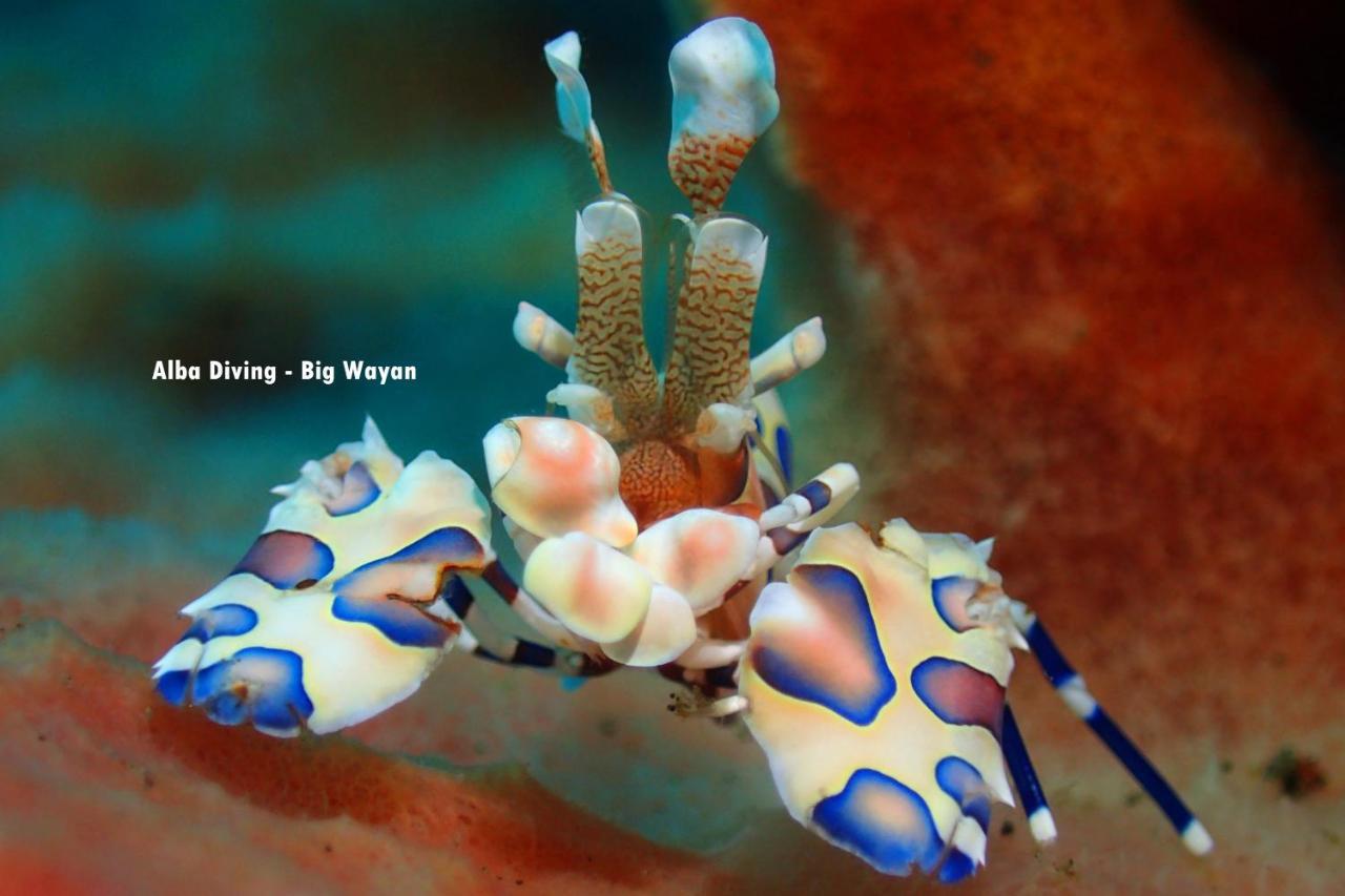 Villa Alba Bali Dive Resort Tulamben Kültér fotó